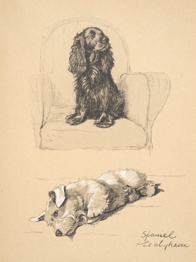 Spaniel und Sealyham, 1930, Illustrationen aus seinem Skizzenbuch verwendet für 